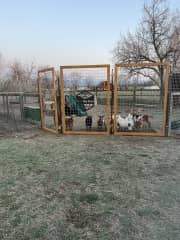 This is their enclosure. They have a shed with beds, playground, and hay feeders in here.