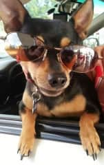 Do this sunglasses make me look cool?