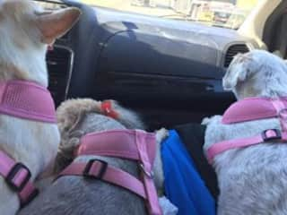 All three of my girl travelling on my knee 2000 miles to Canada