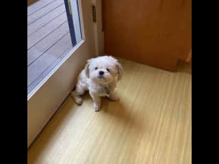 Waiting patiently