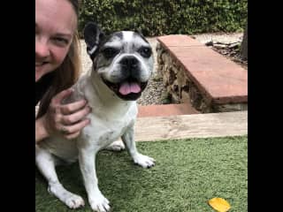 Pet sitting in Barcelona