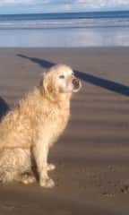 Our beautiful girl Tobi (died just shy of 16yo). She was a beautiful white Golden Retriever. Much loved and greatly missed.