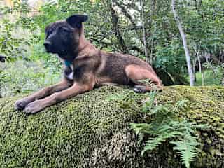 Raya, our 6-month-old puppy in the backyard