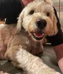 One of my favourite Brooklyn pups, Felfel, enjoyed several dog sits with him