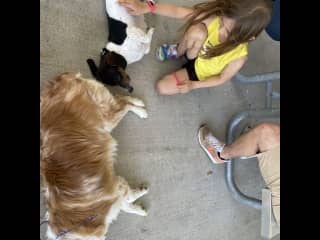 Otis and Lincoln getting pets from kiddos