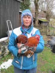 Our magnificent rooster Orion (Pyrenees).