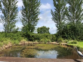 This is a wild pond which has wild ducks in spring and is completely fenced in so dogs can be kept out.