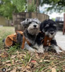 Lederhosen Boys