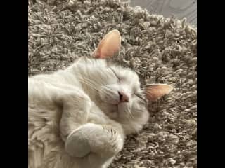 Cocoa snoozing