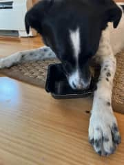 Finn cleaning his plate