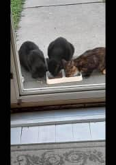 Amelie on the left, Itty-Bitty (her son) in the middle, and Sadie (her daughter) to the right. Breakfast time!