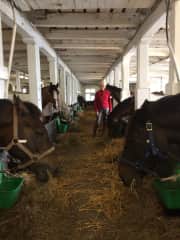 Me feeding the horses after a good ride.