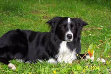 Our beloved border collie, Jed