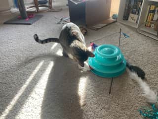 a favorite toy