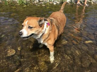 Coco playing in the Cedar River