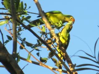 wild parrots in tree outside kitchen door