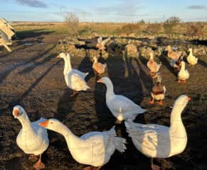 These are the embden geese. Very chatty and good guard dogs.