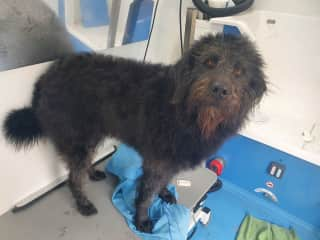 Trevor having his bath, he loves a groom and pamper.