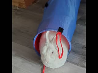 Tunnel bun!