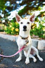Dahlia was about a few years old when she was featured in a Hawaiian dog calendar!