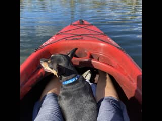 Toby boy loved  to kayak with me while I fostered him for several weeks.