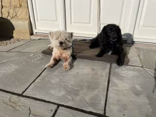 Carson and Grantham sunning themselves outside the front door! One of their favourite places in the summer.