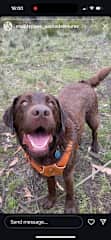 Chester loves his weekly Muddy Paws Pack Adventure.