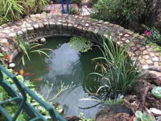 87 goldfish and Carp in deep pond