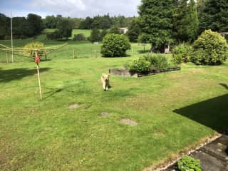 Breagha’s favourite place is our garden where she loves to mooch around.