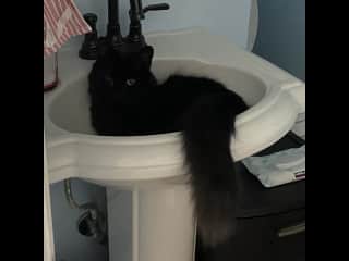 Beeker is the baby of the family. He survived a life threatening FIP diagnosis and a long treatment. He’s our miracle and super super fun, playful and loves people.