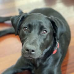 Freddie is a warm, very intelligent and affectionate pup.