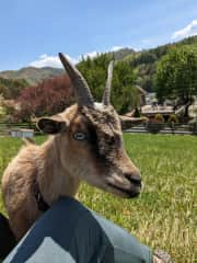 Jennifer (her leg, at least) hanging out with Ivy the goat.