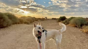 Orion’s favorite place to walk is just down the street among the Joshua trees.