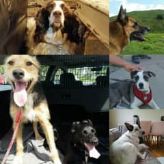 All our lovely canine wards in 2018. 
San Francisco, Palm Springs, USA. New Zealand. UK.
Rescues
German Shepherd 
Spaniel