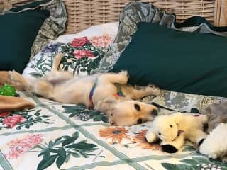 Bella resting on our Day Bed