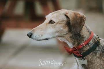 Chester was the most handsome ‘Best Dog’ at our wedding in September.