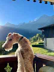 Cooper enjoying the view of the French alps