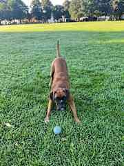 Bobbi B loves balls. Balls take her full attention … people, other dogs and children are of no interest if there is a ball! Squirrels however Bobbi loves to chase!!