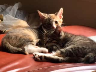 Ino and Mitsu (this is them as kittens, they are 9 now)