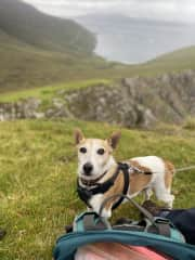 Skipper on a hike in Achill Island! He absolutely loves hikes and never tires. He has never held us back!