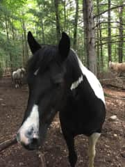 Jasmine - Gypsy Vanner cross Welsh - a mare