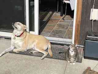 Luna enjoys sunning herself with the other pets.