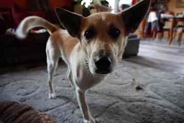 The ears make up for the missing leg.