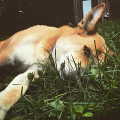 Fynn