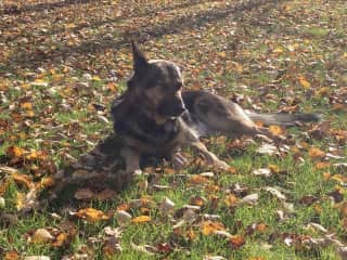 Eva in autumn enjoying the afternoon sun.