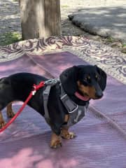 watching out for other dogs