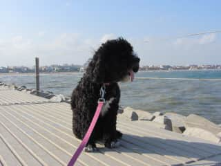 Shadow at Marina Real in Valencia