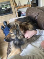 Finn thinking he's a lap dog!