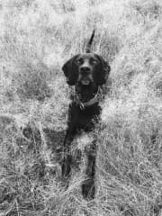 German Pointer Cross