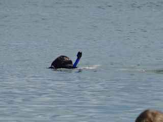 Snorkelling at the isle of pines